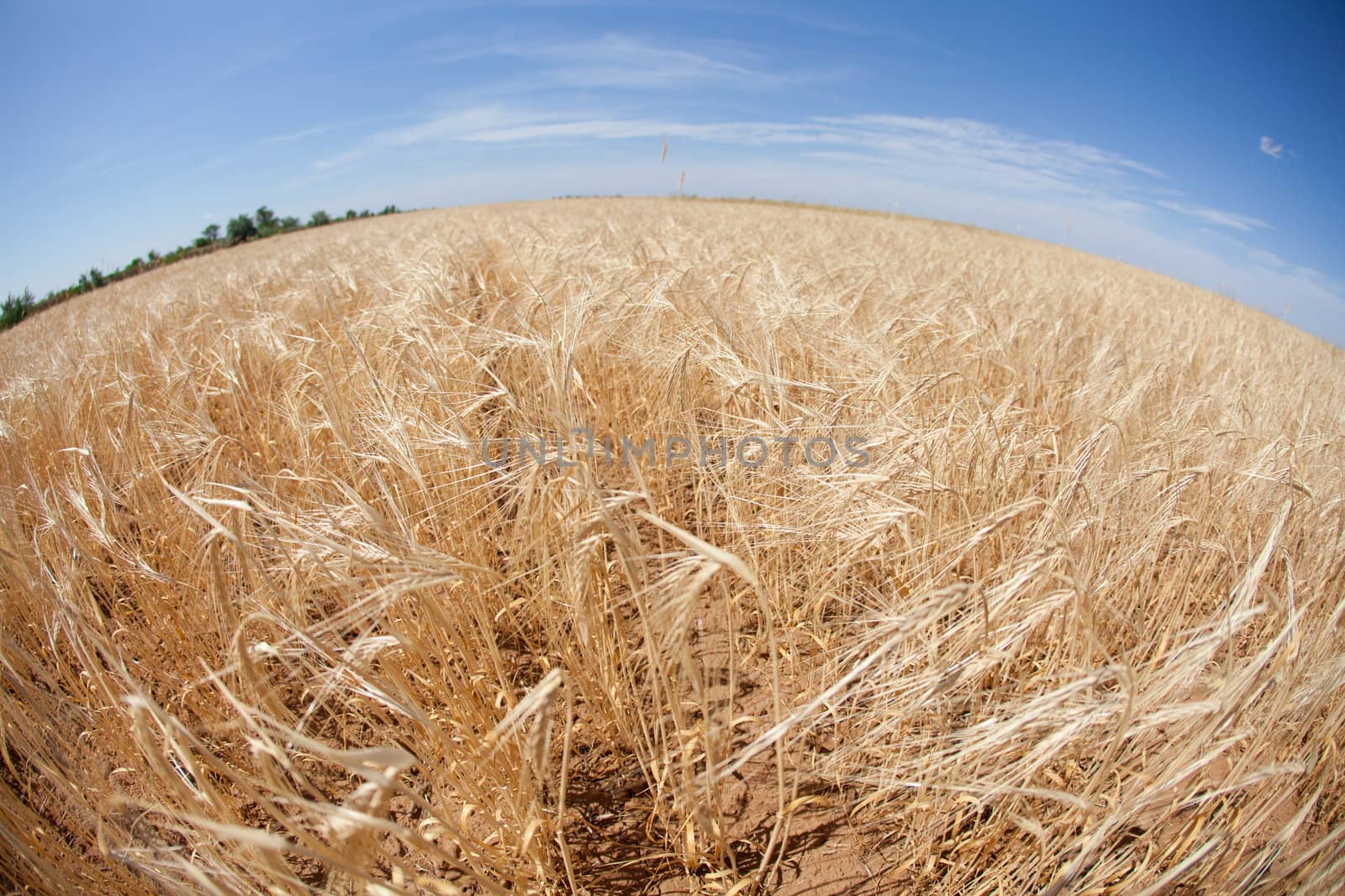 large field of wheat and blue sky
