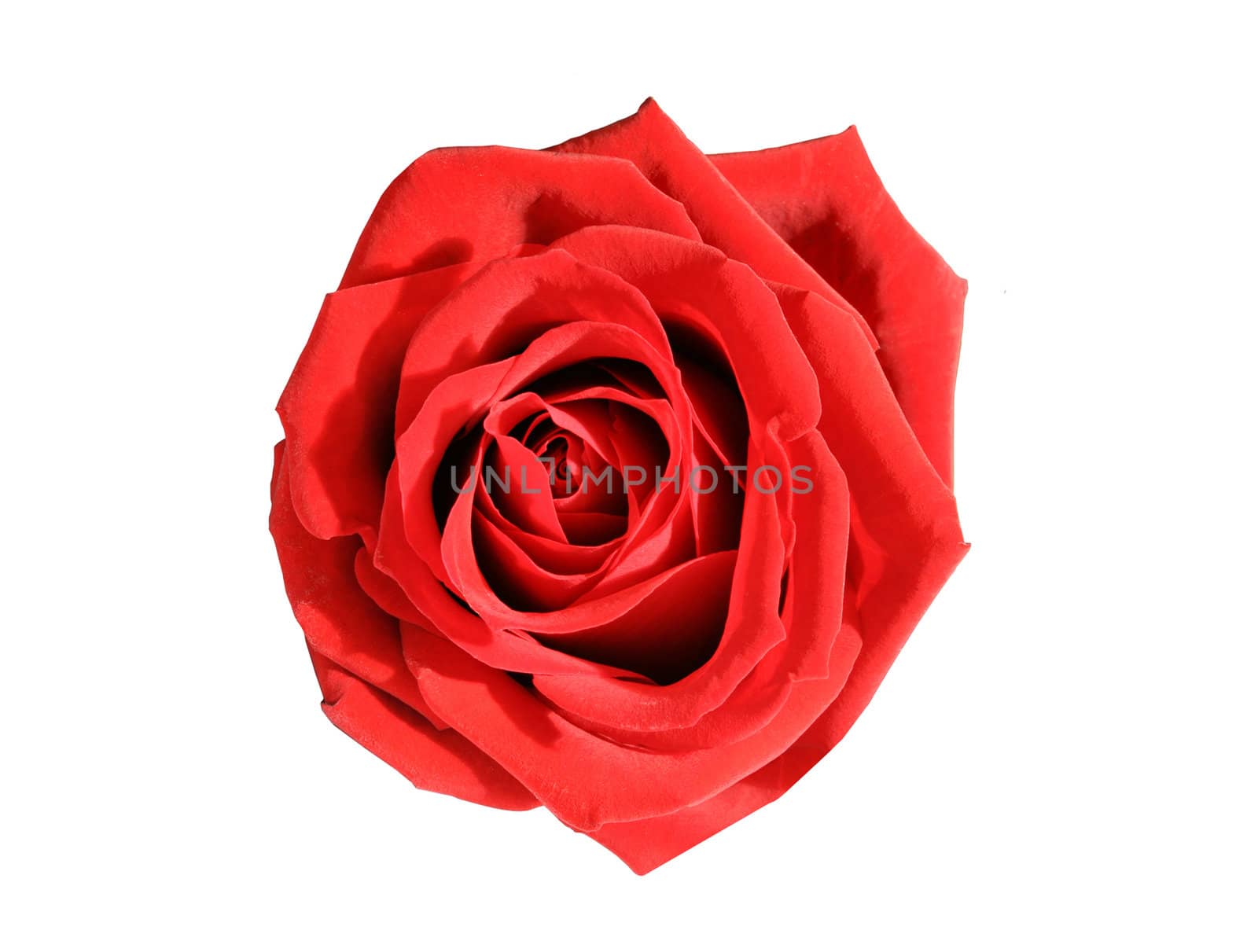 Red rose on the white background