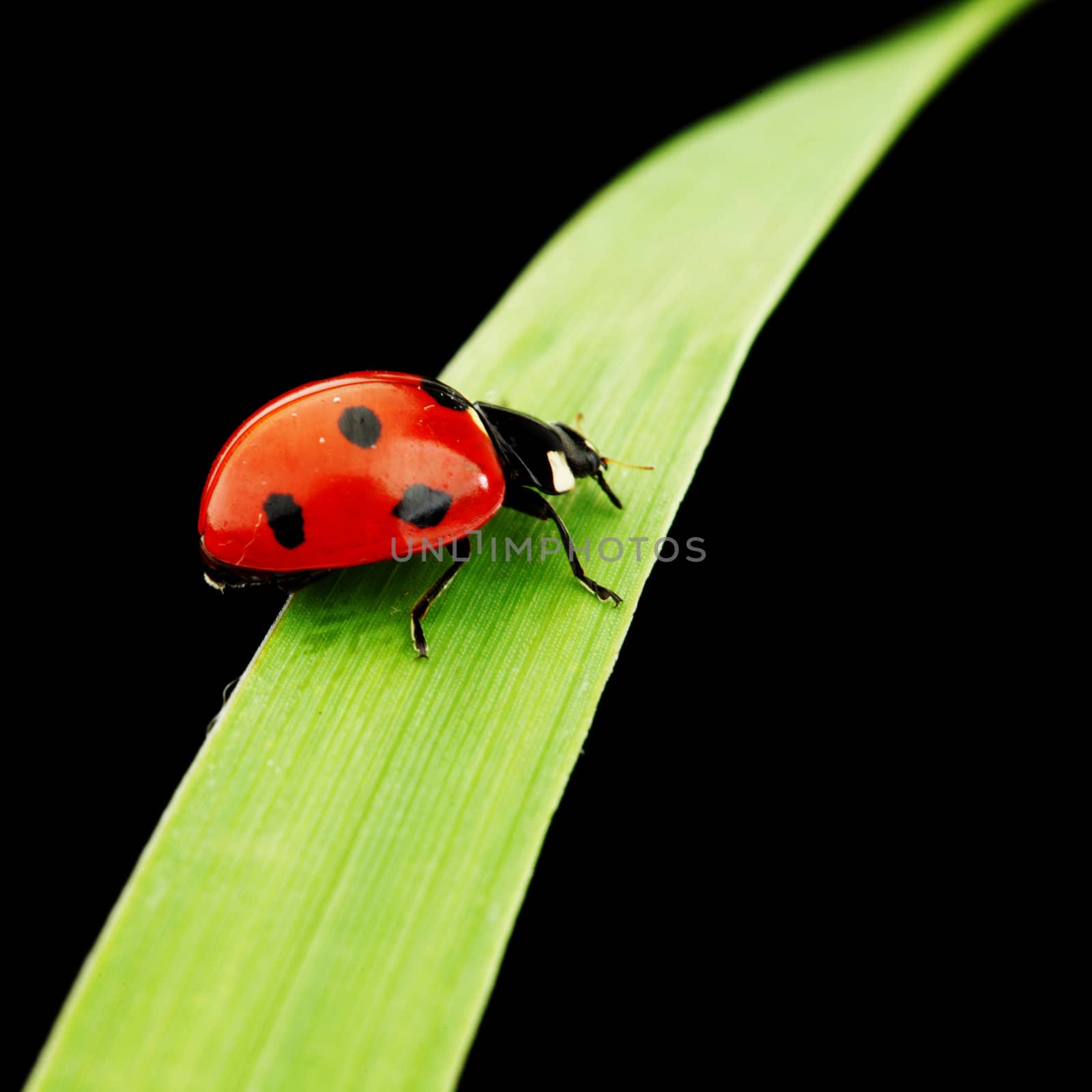 ladybug on grass isolated black background