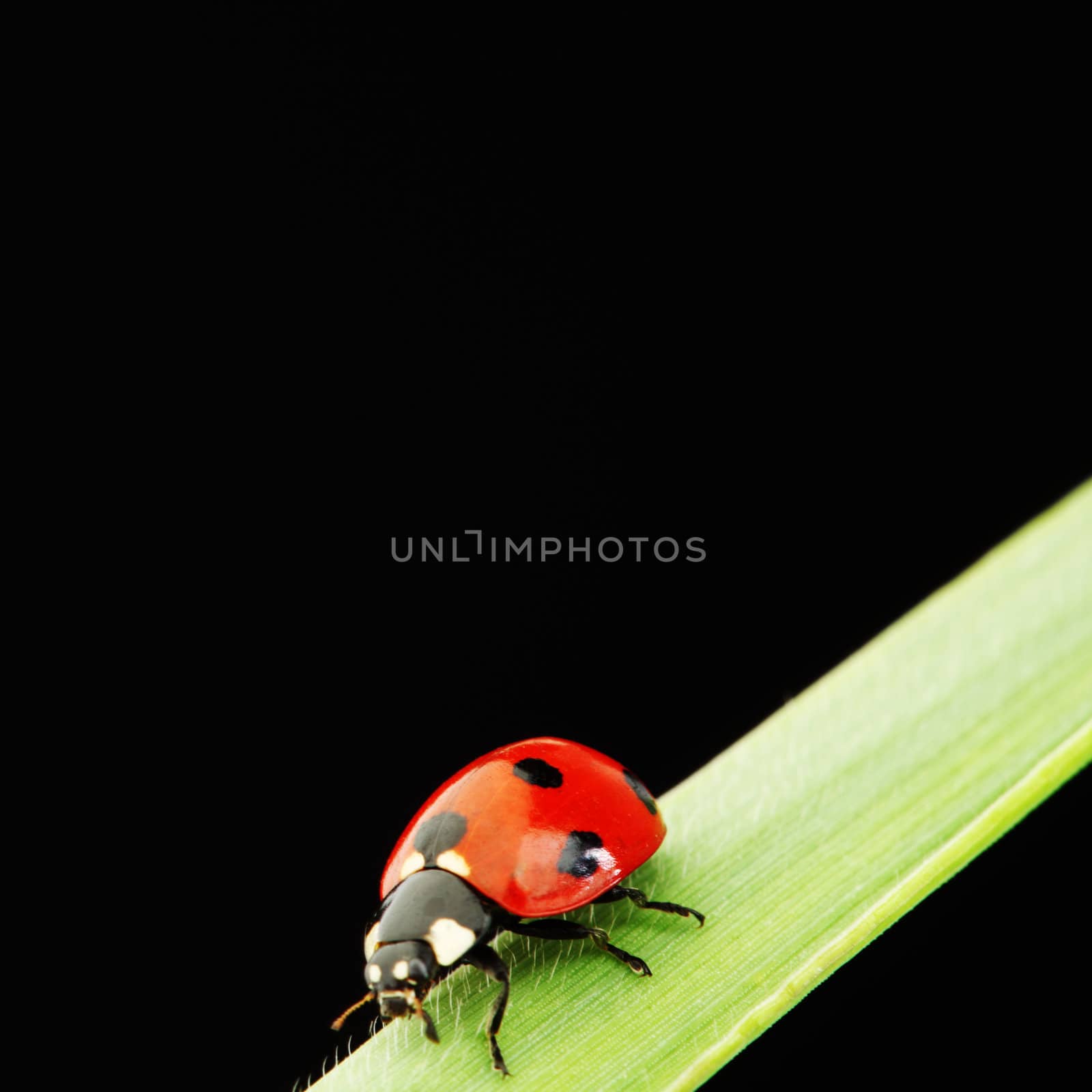 ladybug on grass isolated black background