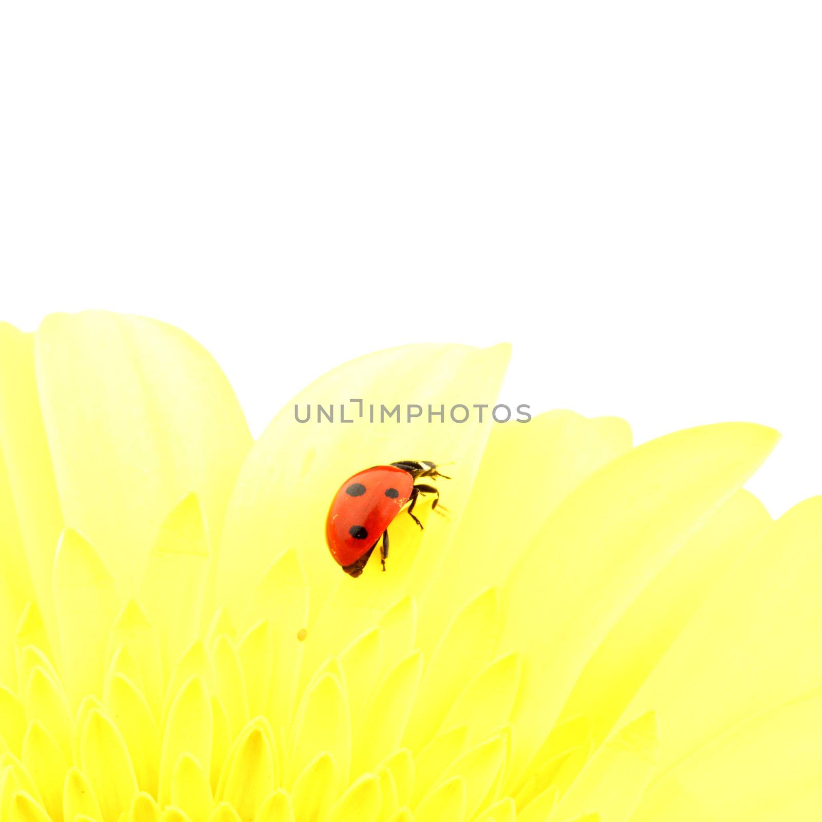 ladybug on yellow flower isolated on white background