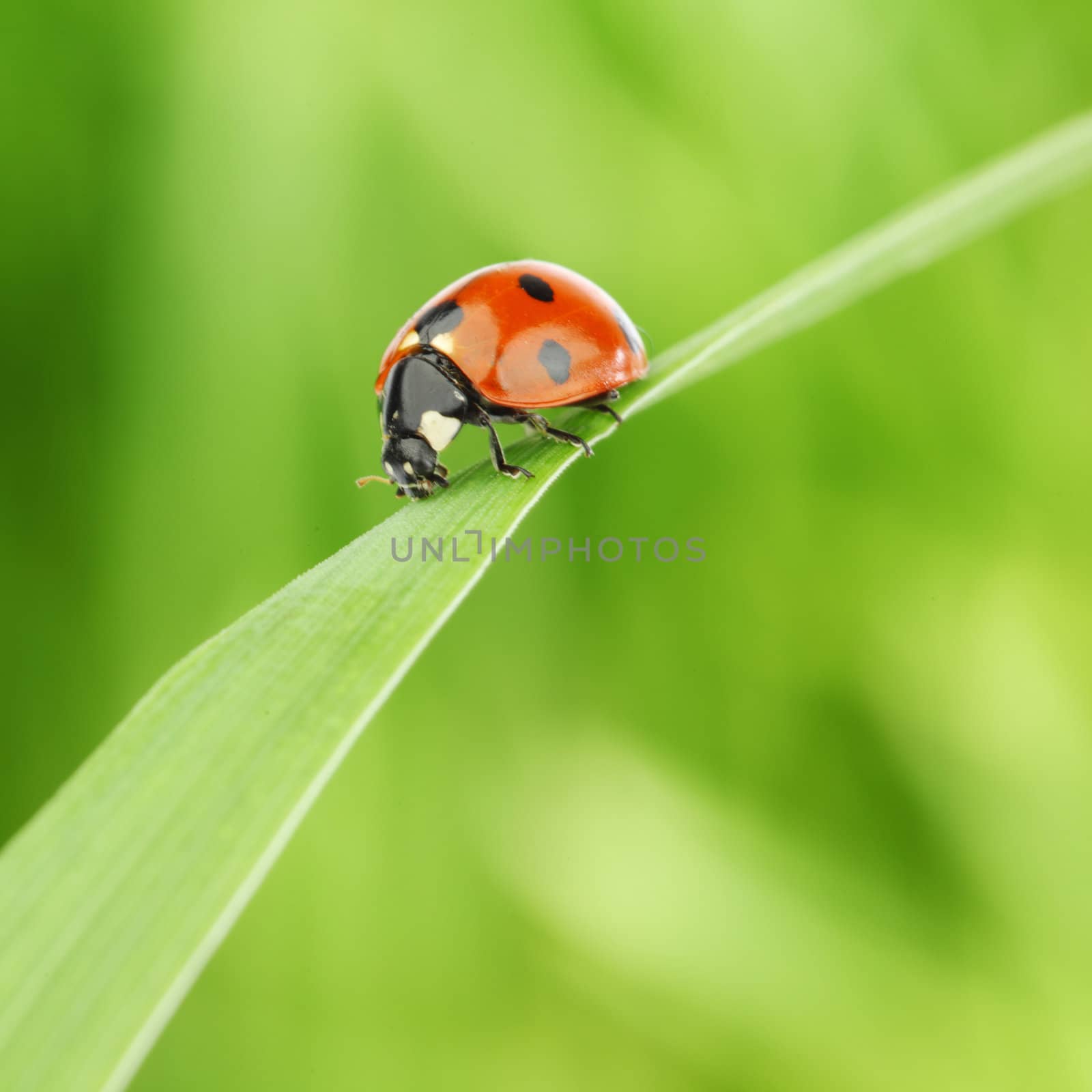 ladybug on grass green on background
