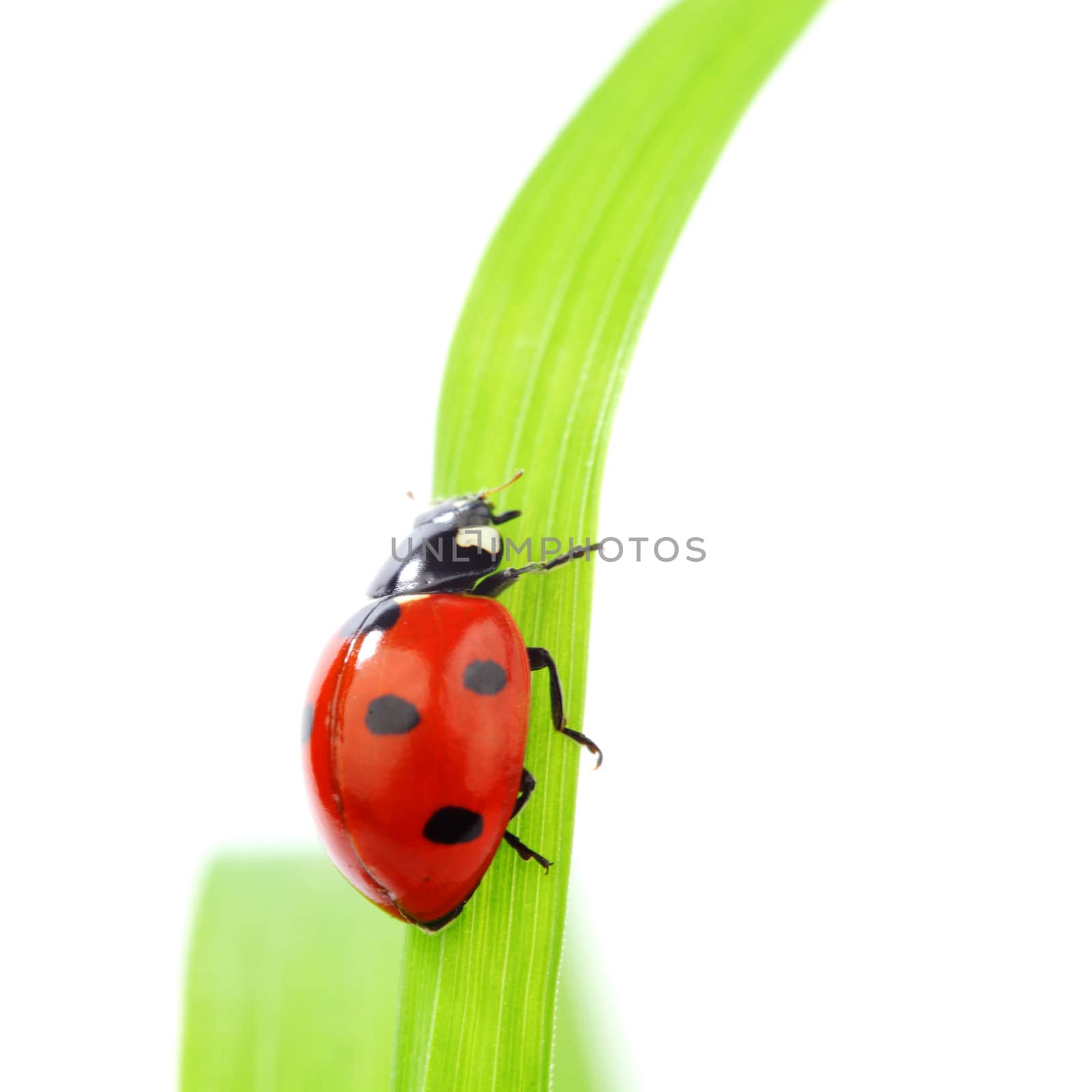 ladybug on grass isolated macro