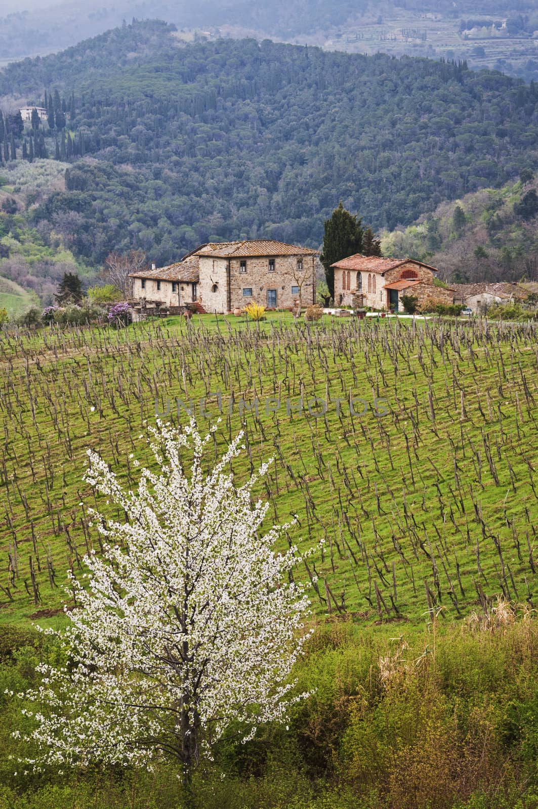 Chianti by edella