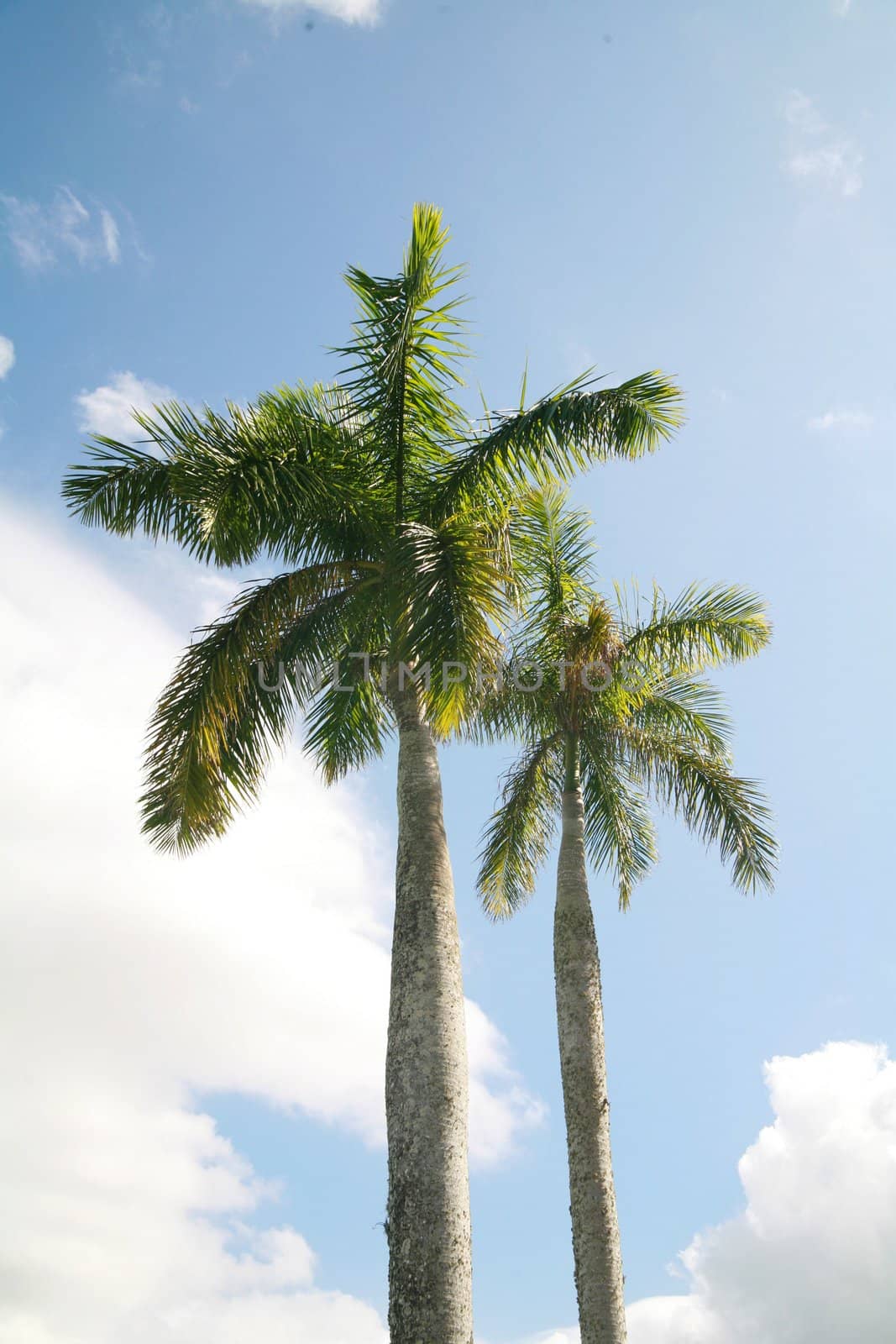 Palmtree against sky in cuba island outside