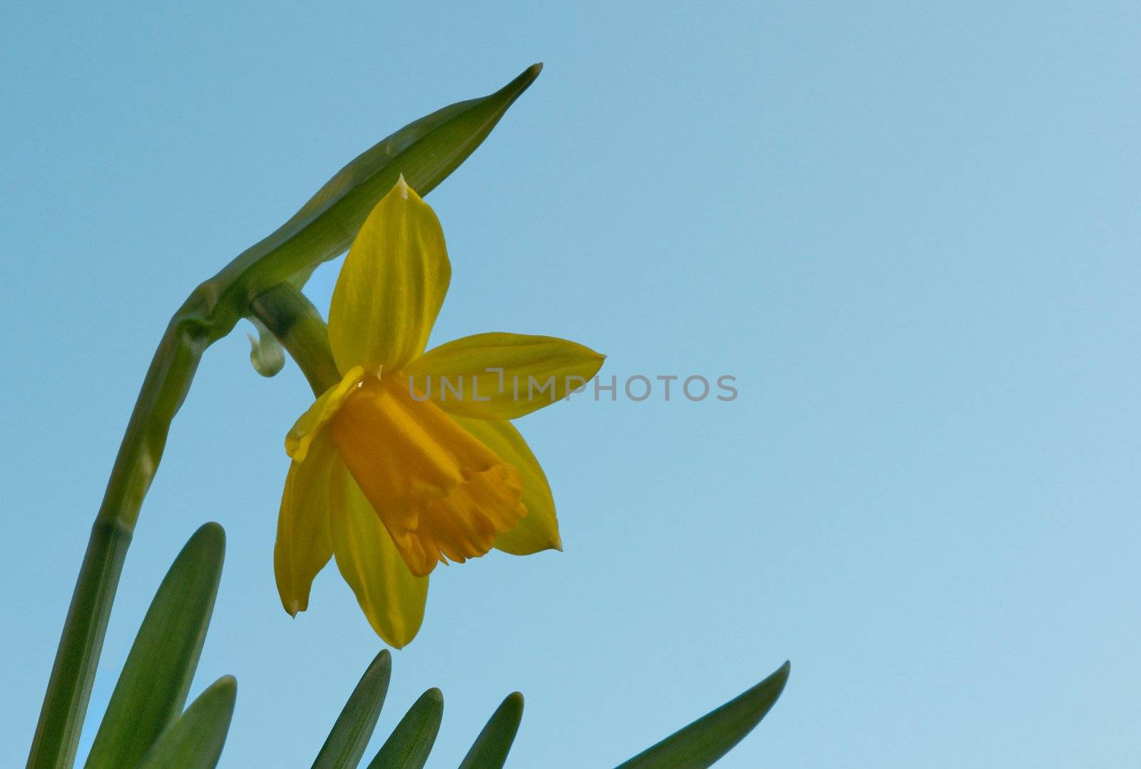 narcissus or daffodil with bleu background sky