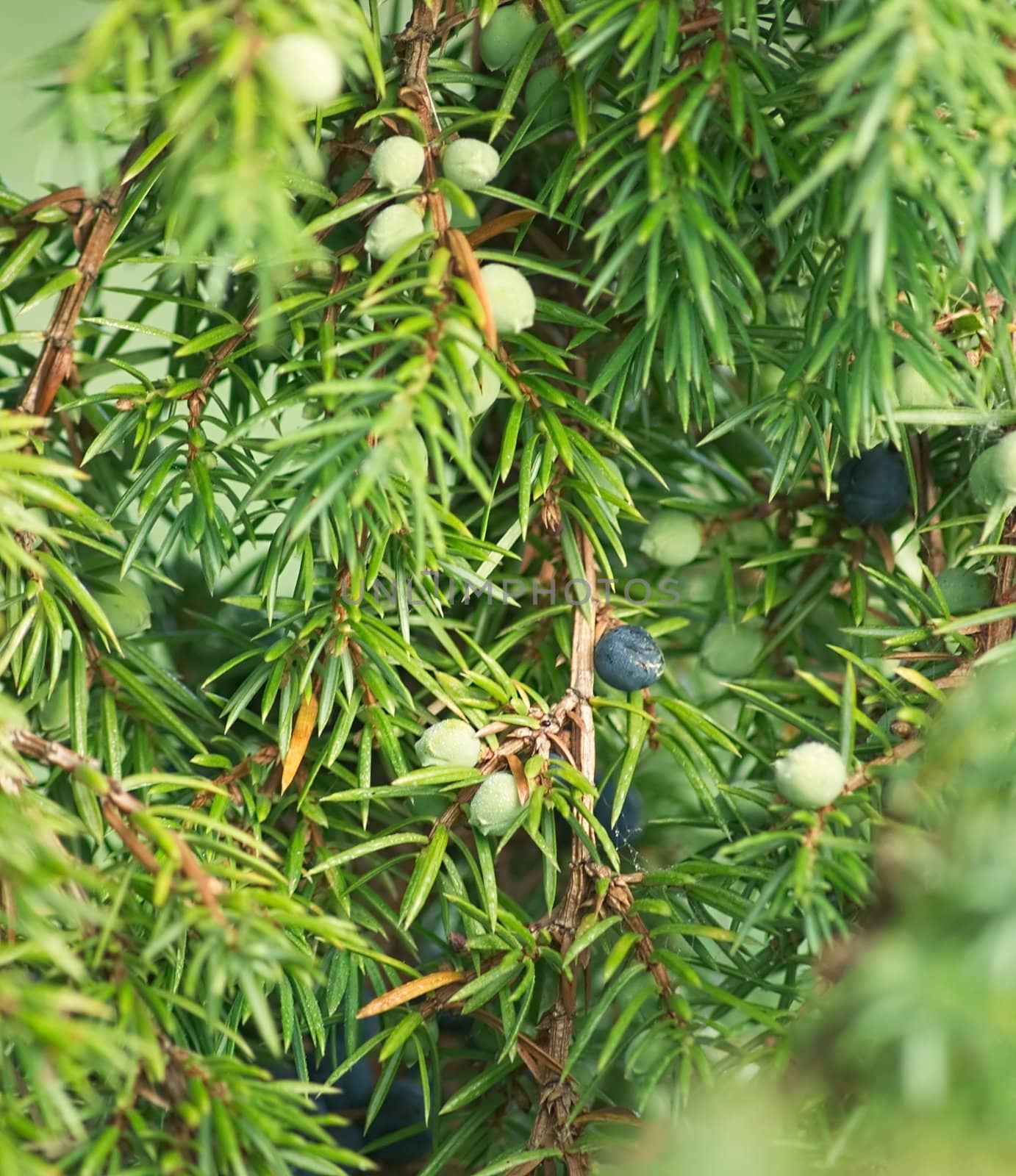 Juniper berries on the branches in the morning light