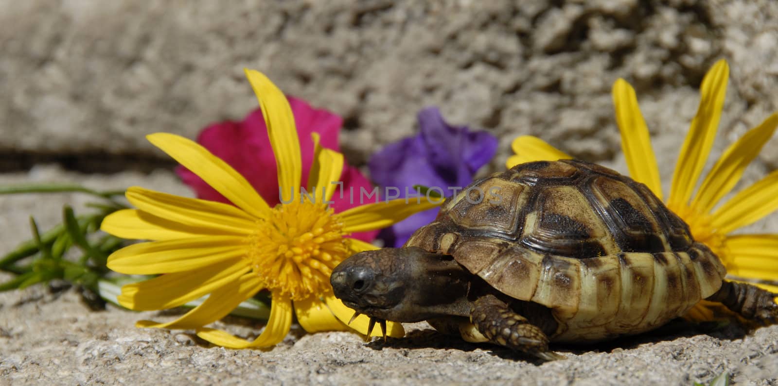 beautiful little turtle herman with colorful flowers