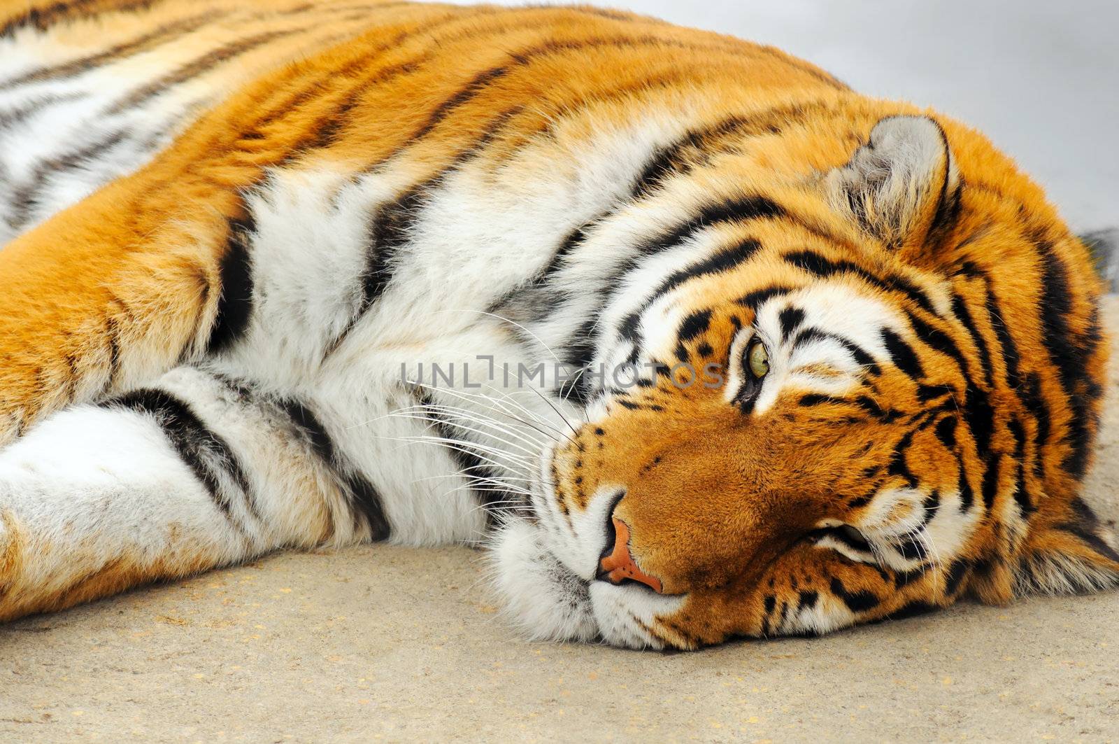 Beautiful and poweful giant tiger taking a nap, great details and colors.