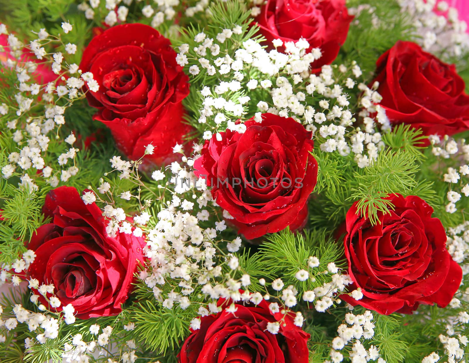 red fresh flowers with a green foliage on a white background