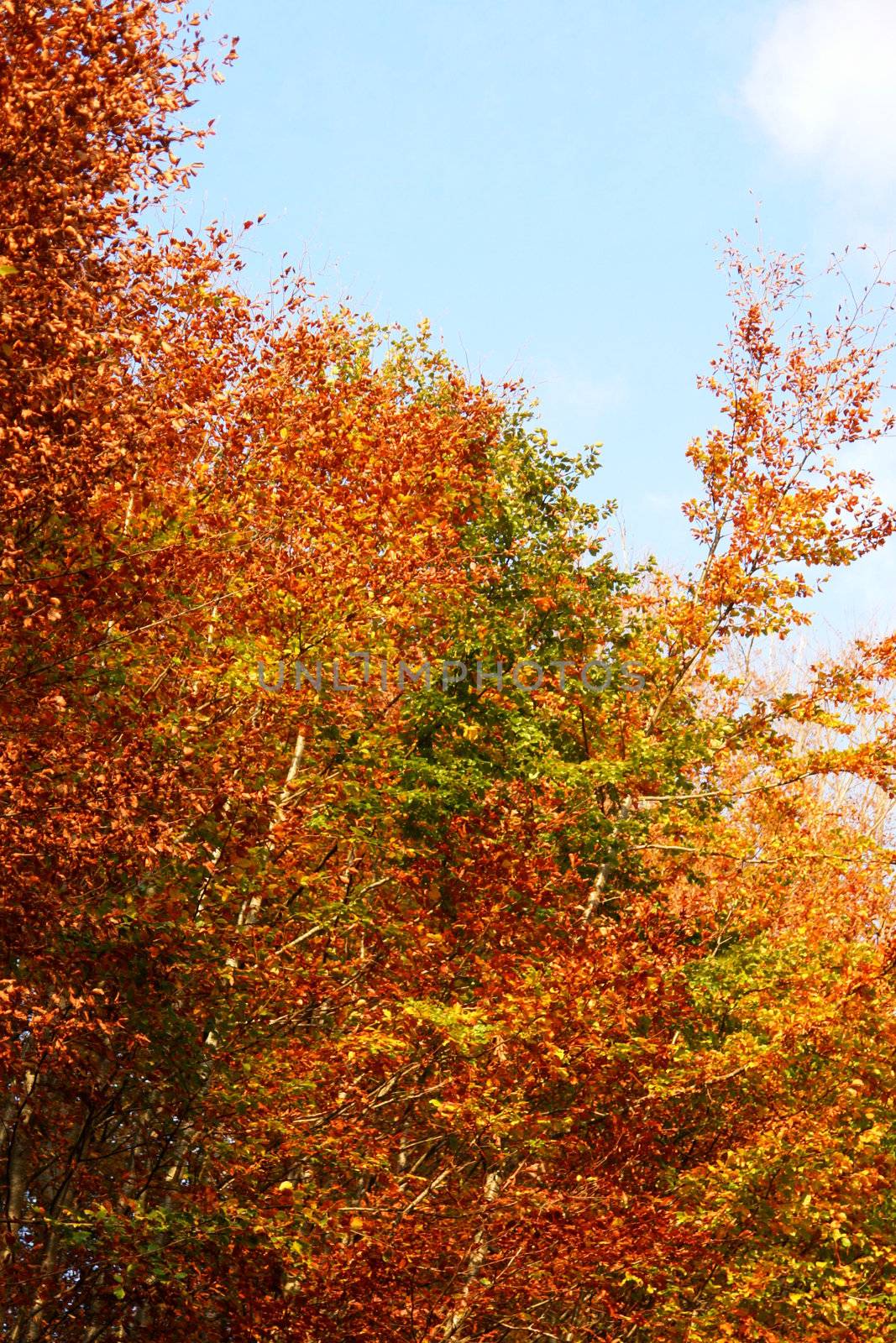 landscape at a autumn mood