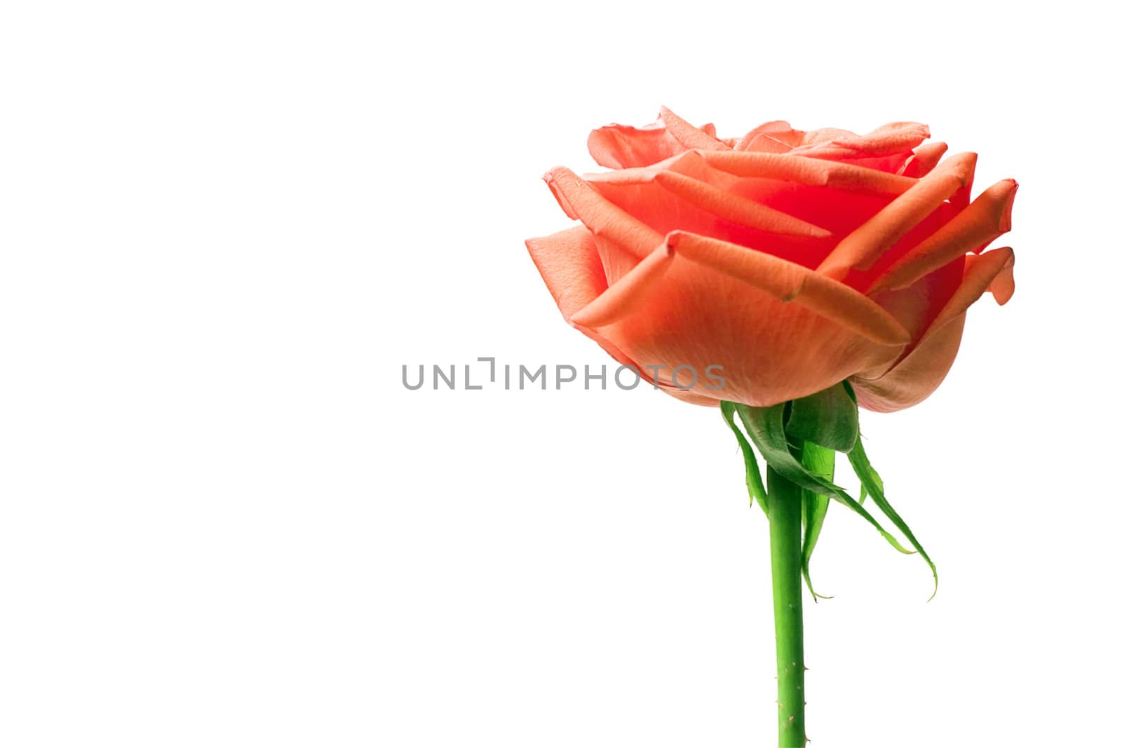 scarlet flowering rose with a bright green stem on a white background