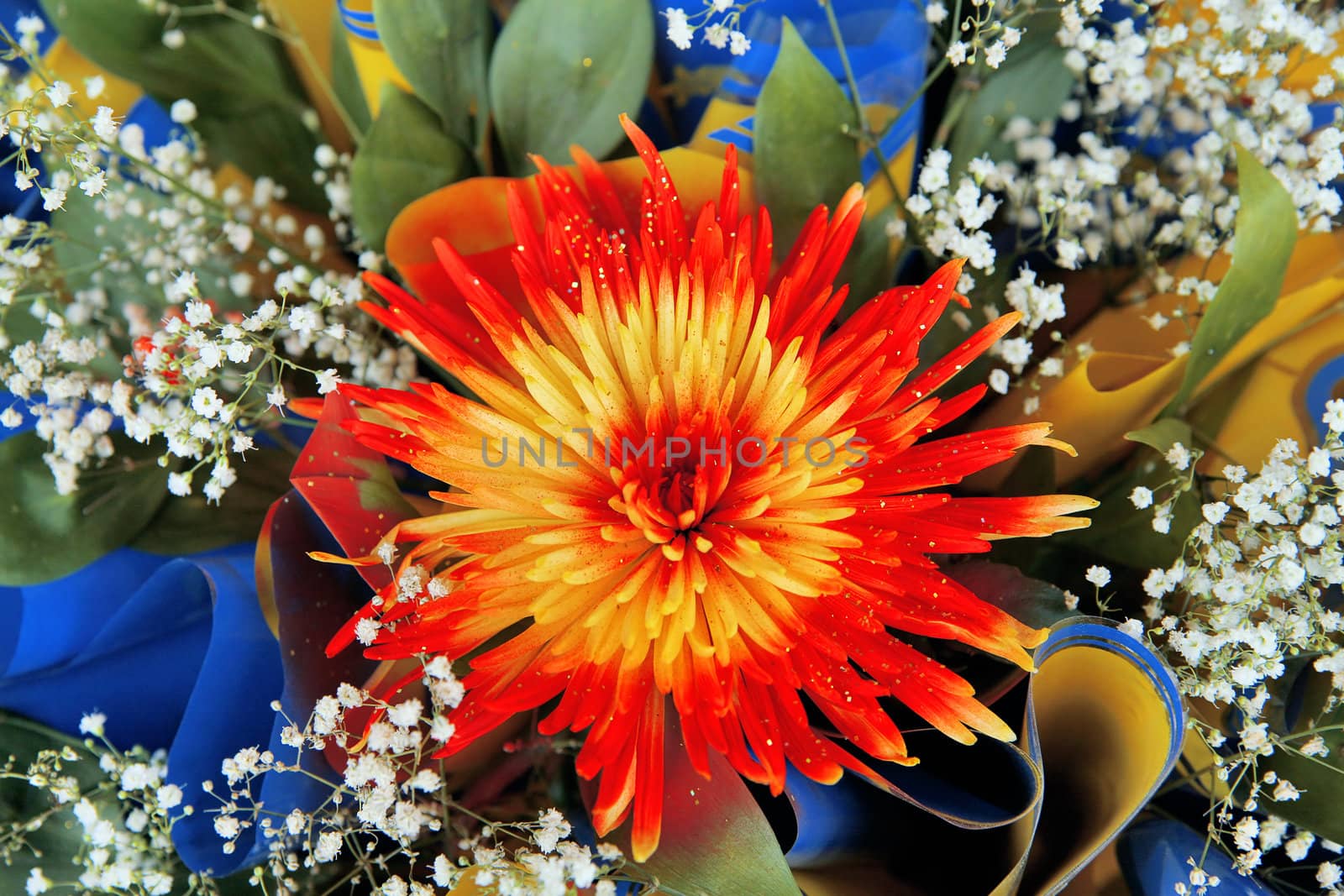 red fresh flower with a green foliage on a white background