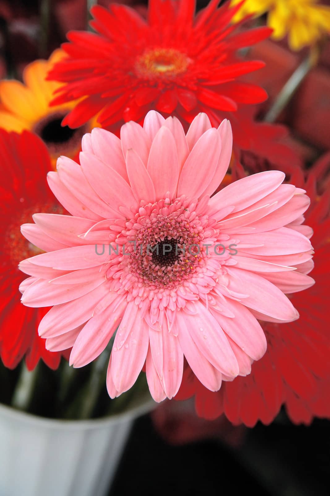 red fresh flower with a green foliage on a white background