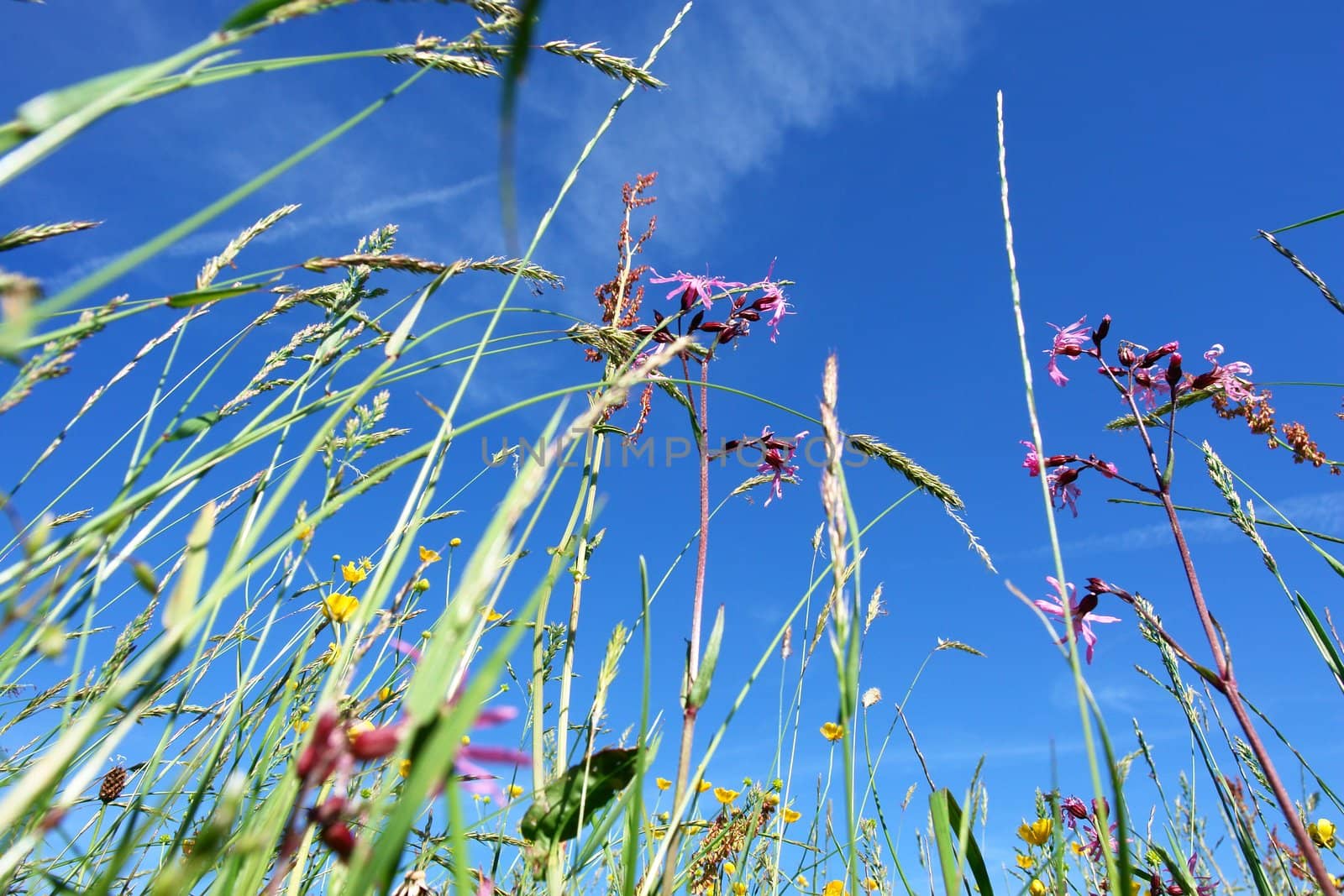 Picture of a meadow in spring