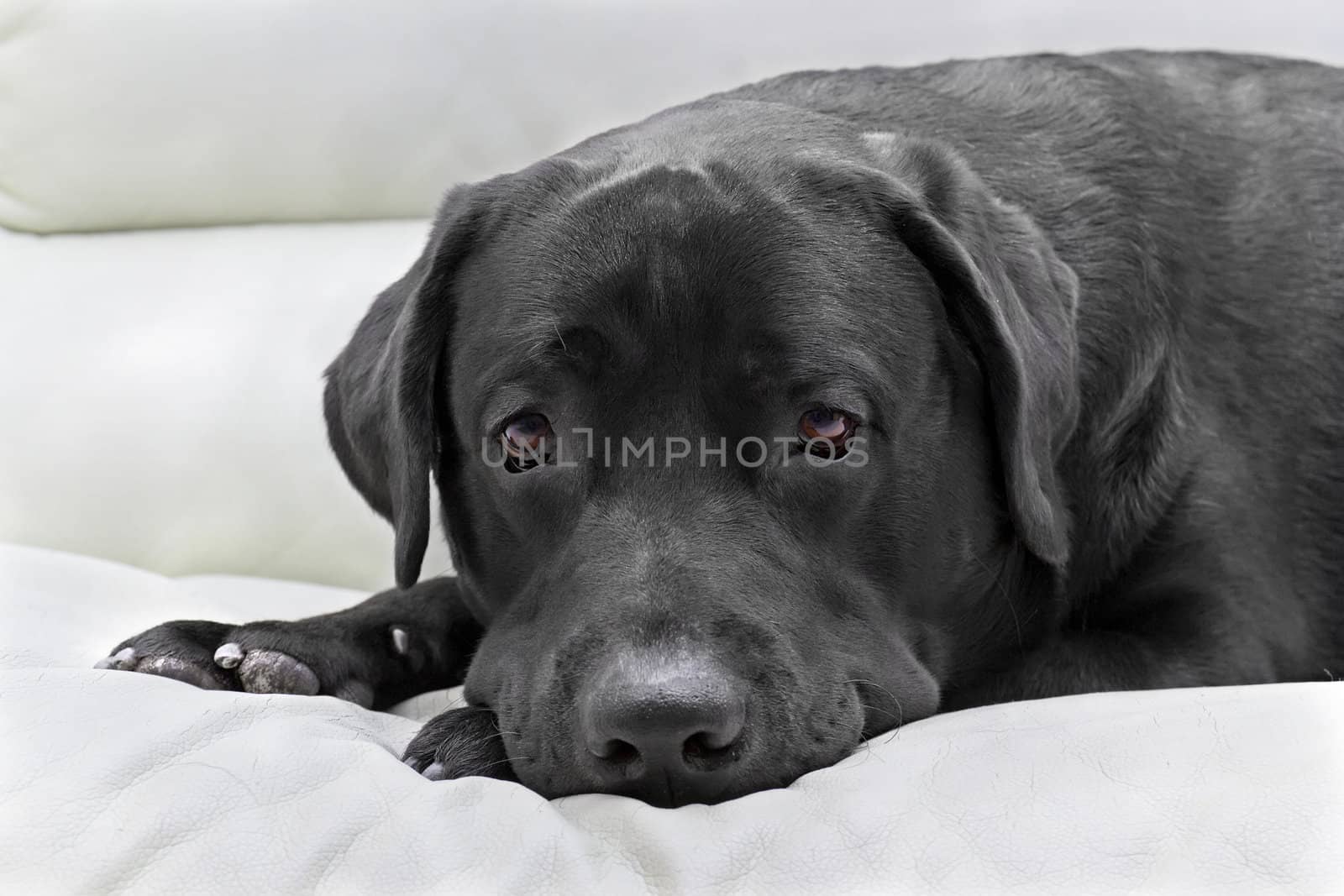 dog breed black labrador close up by Plus69