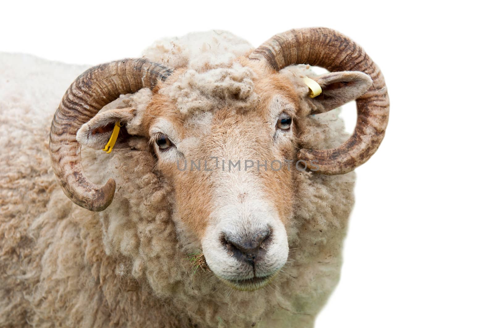 sweet expression on a sheep with horns (isolated on white background)