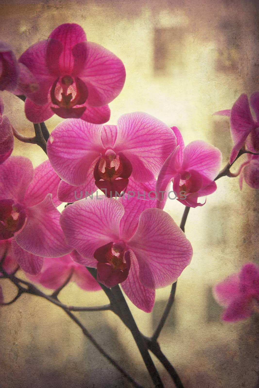 Pink orchid on a windowsill with an apartment building in the background. Grunge style.


