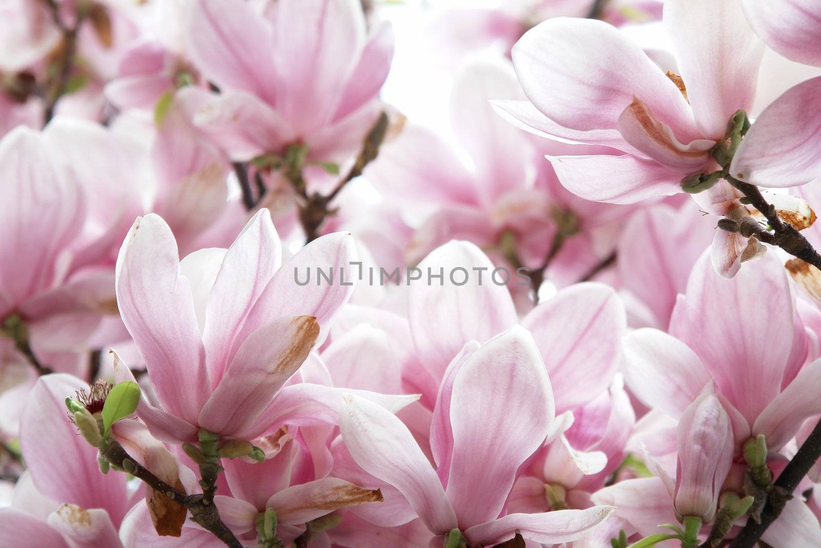 beautiful colorful viivid flowers in bloom pink