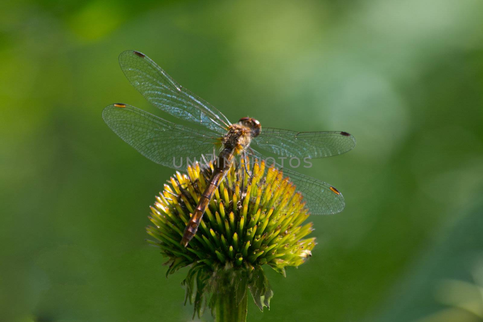 The dragonfly perched patiently atop the flower, waiting for the chance to catch a meal.