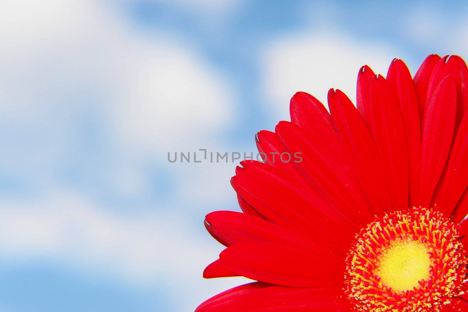 Gerbera against the sky on a sunny day