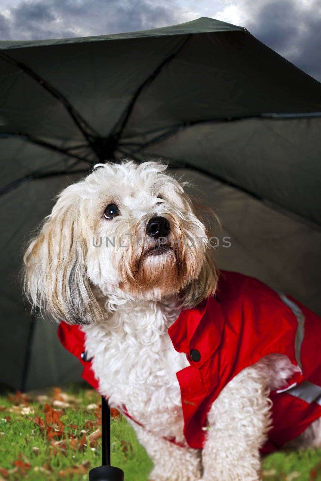 Coton de tulear dog in raincoat under umbrella looking worried