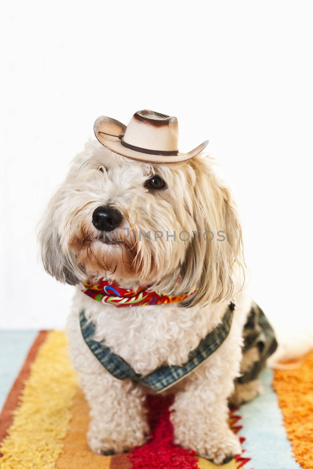 Adorable coton de tulear dog in cowboy hat and kerchief
