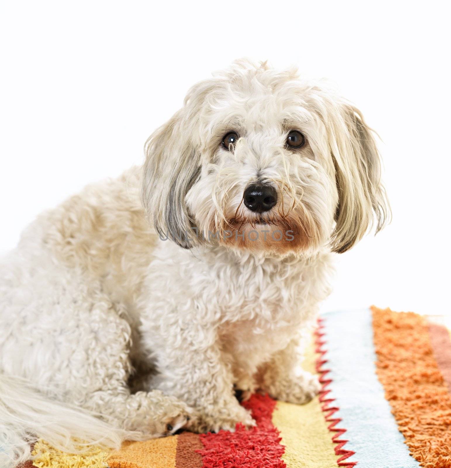 Adorable coton de tulear dog sitting on colorful carpet