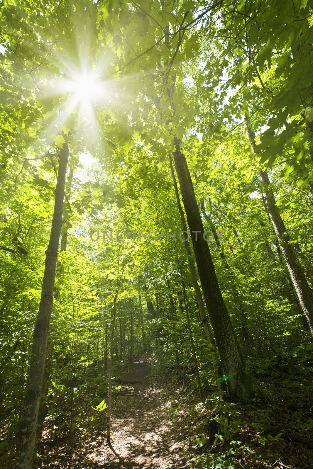 Sun shining through trees on forest path in wilderness