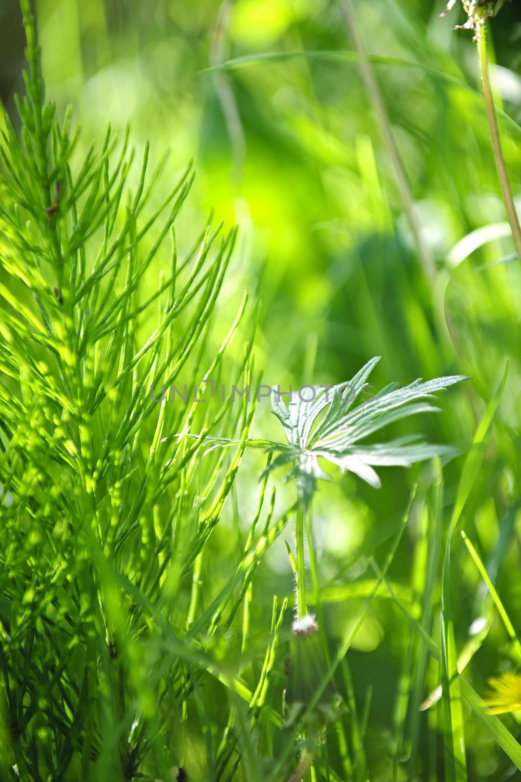 Green grass and plants by elenathewise