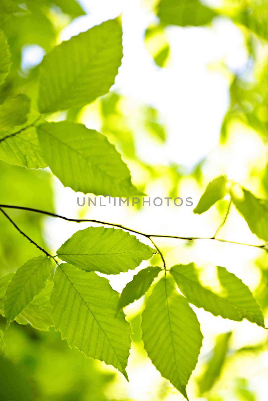 Green spring elm leaves  in clean environment, natural background