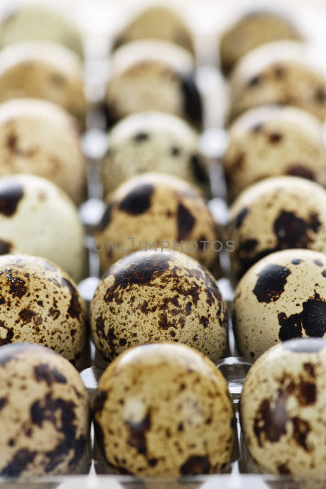 Many small spotted quail eggs in plastic container