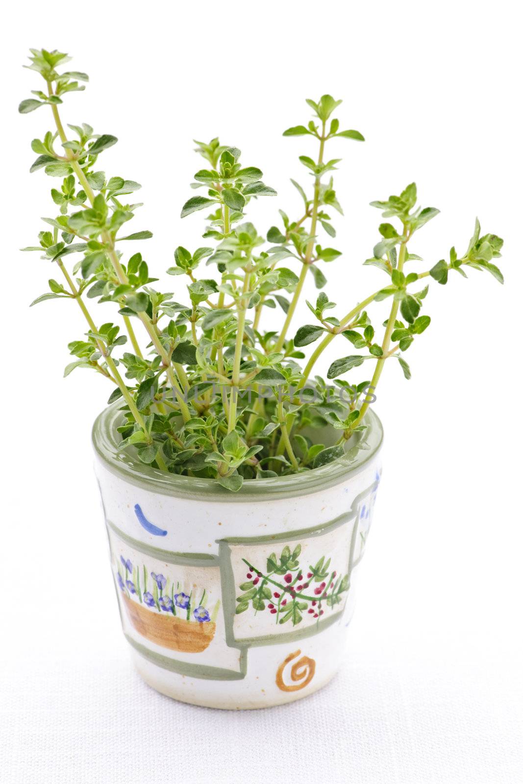 Fresh green thyme in a cup closeup on white background