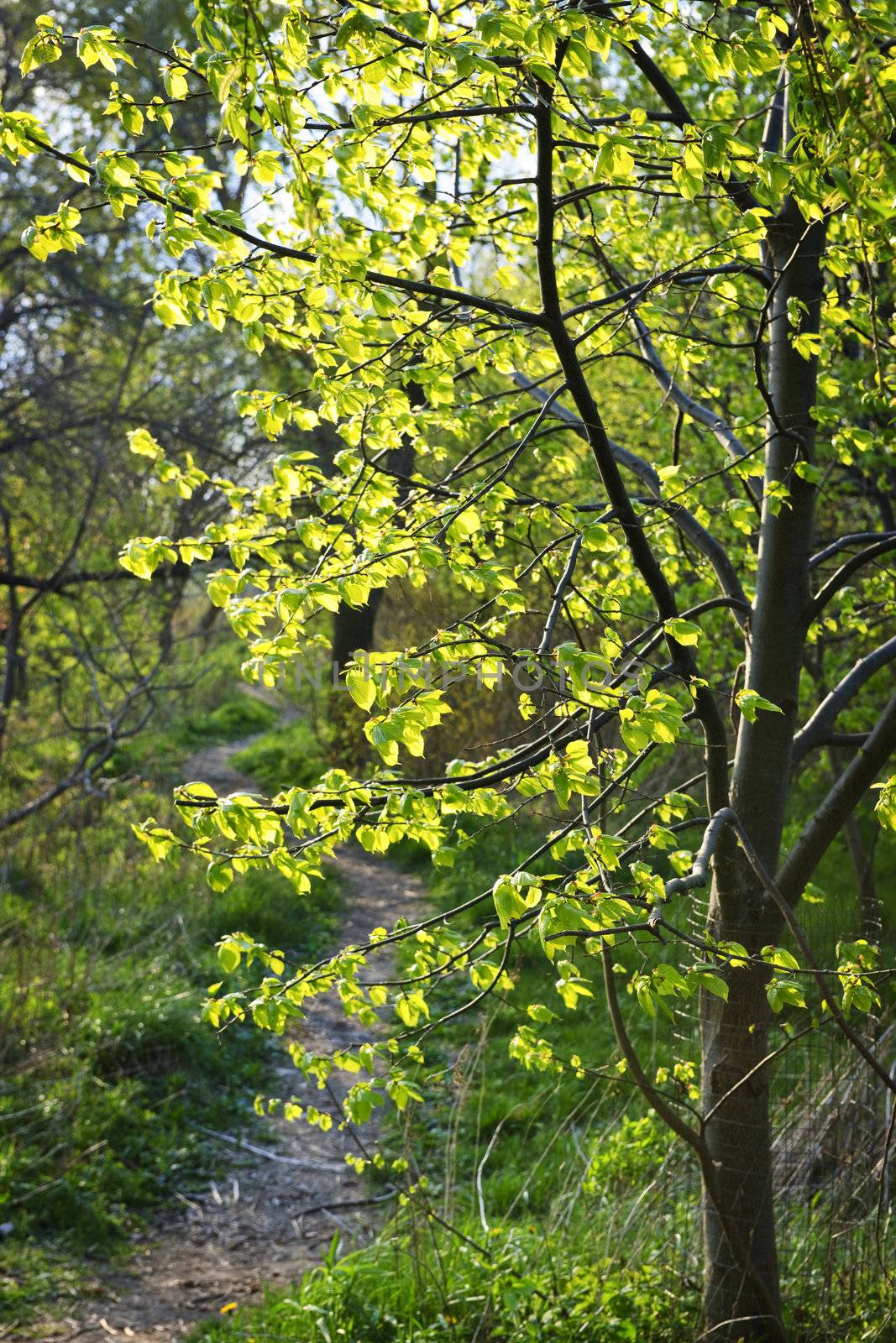 Hiking trail on a sunlit forest path in spring with young linden tree