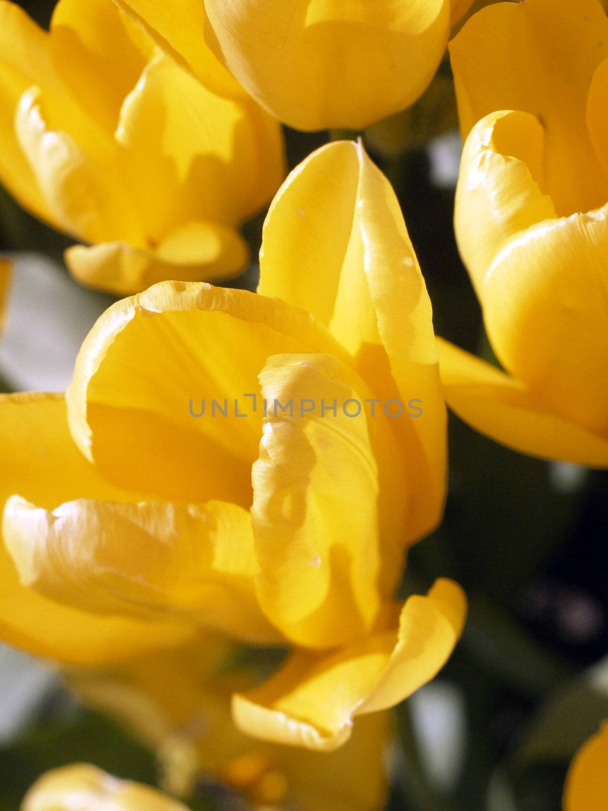 yellow tulips in full bloom