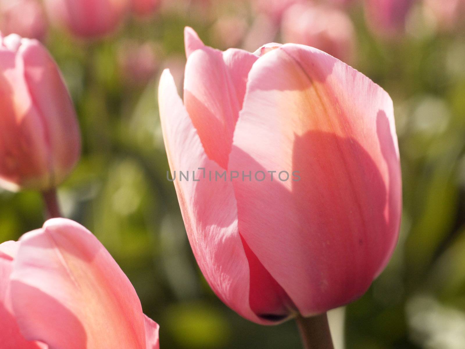 pink tulip in full bloom in a field of flowers