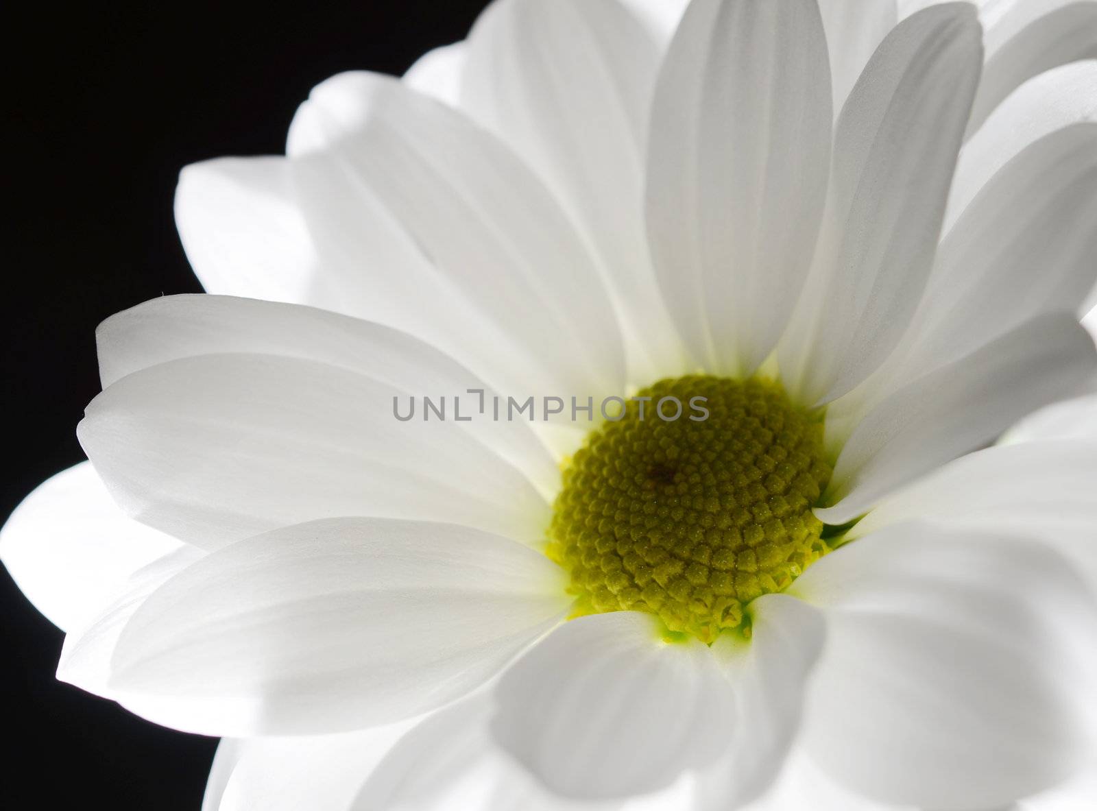 One white backlighted flower on black background. Focus on the green flower centre.