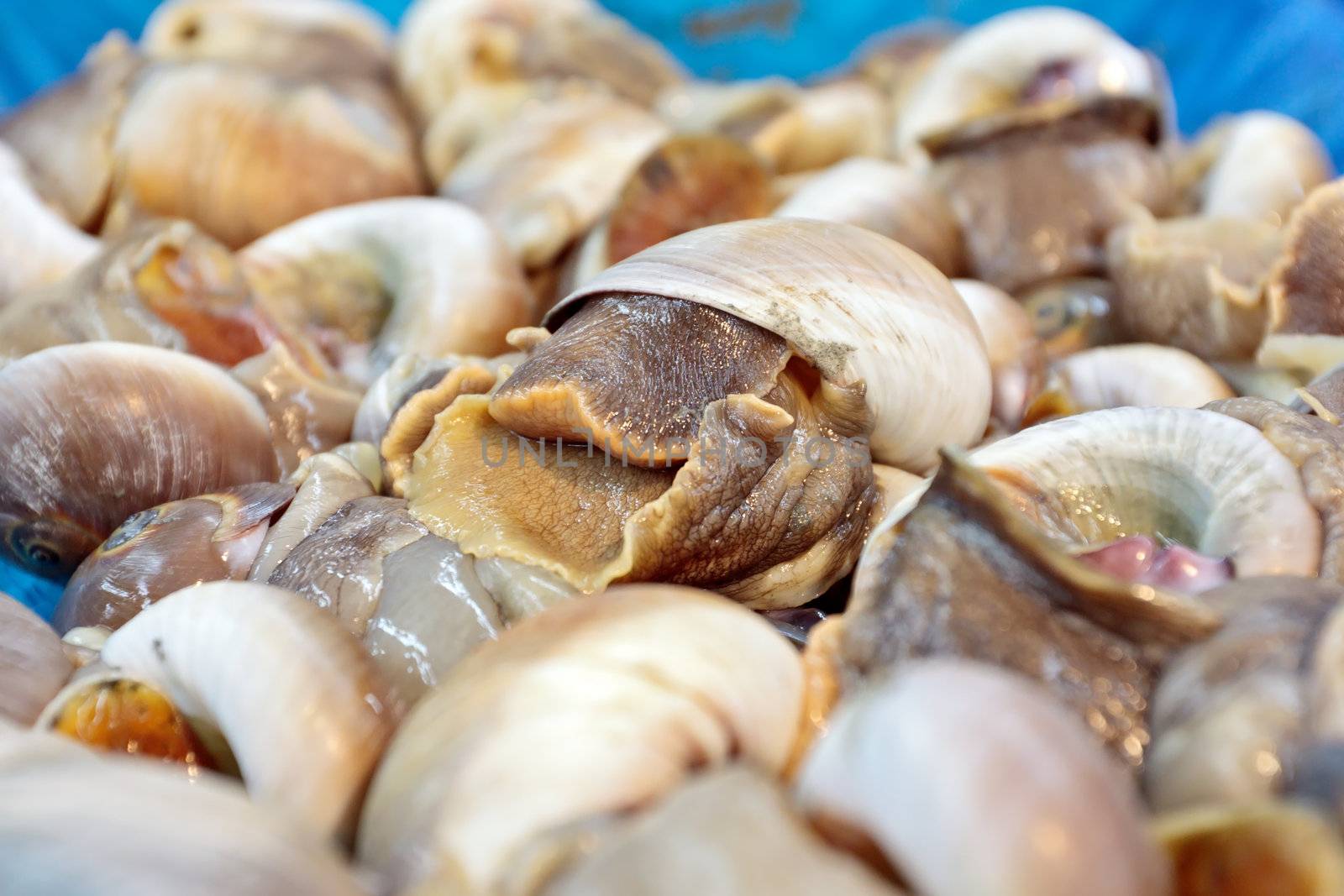 Fresh snails with selected focus in supermarket