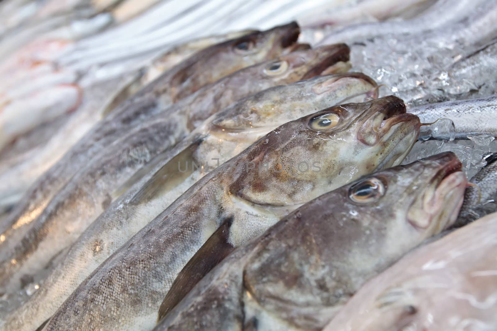 Fresh fish on ice in fish market