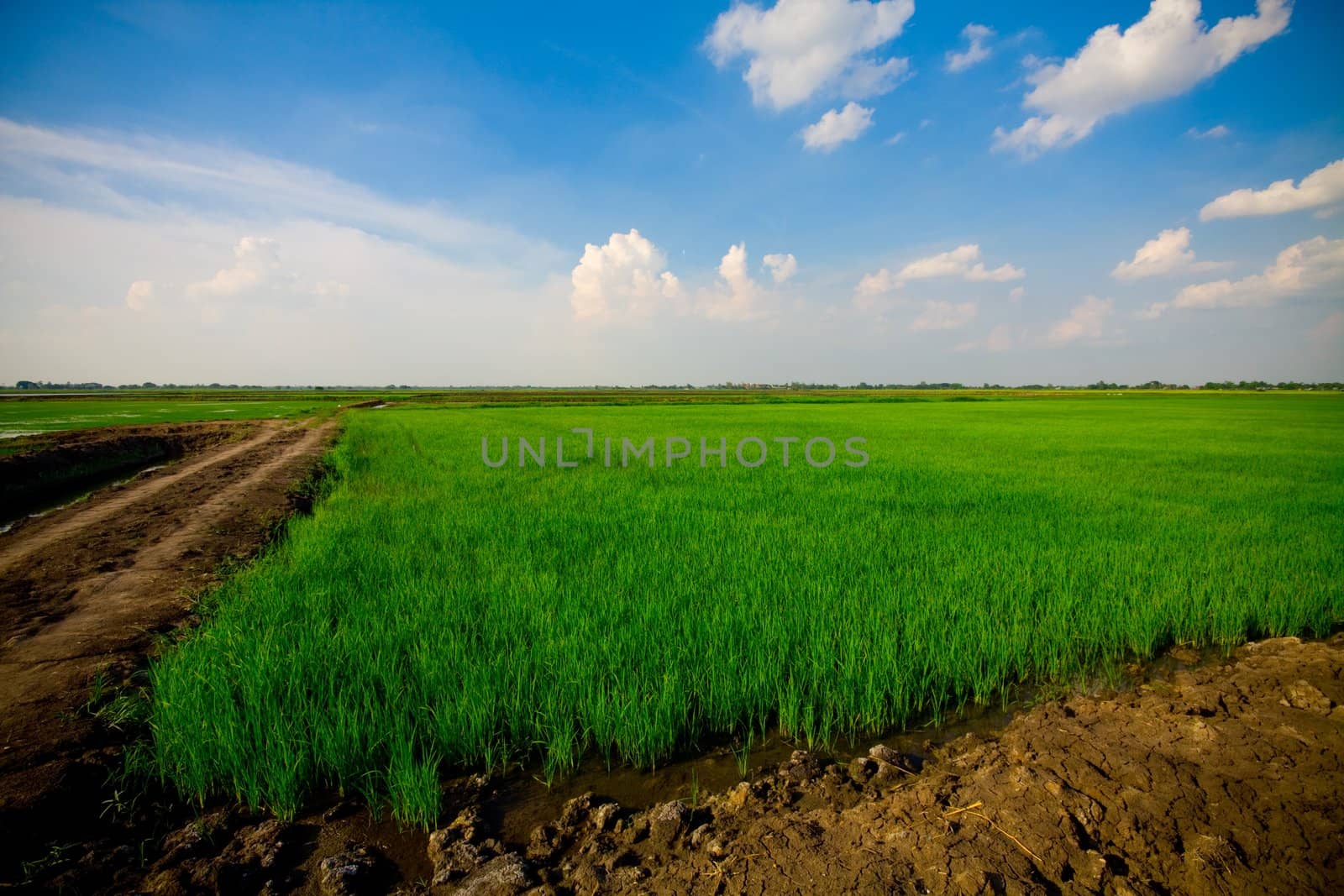 RiceGrass with blue sky
