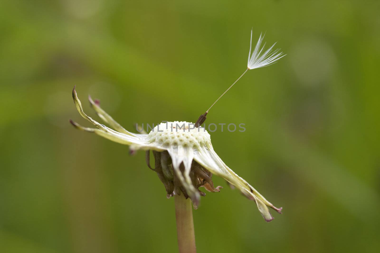 Detail of the last seed on the dandelion