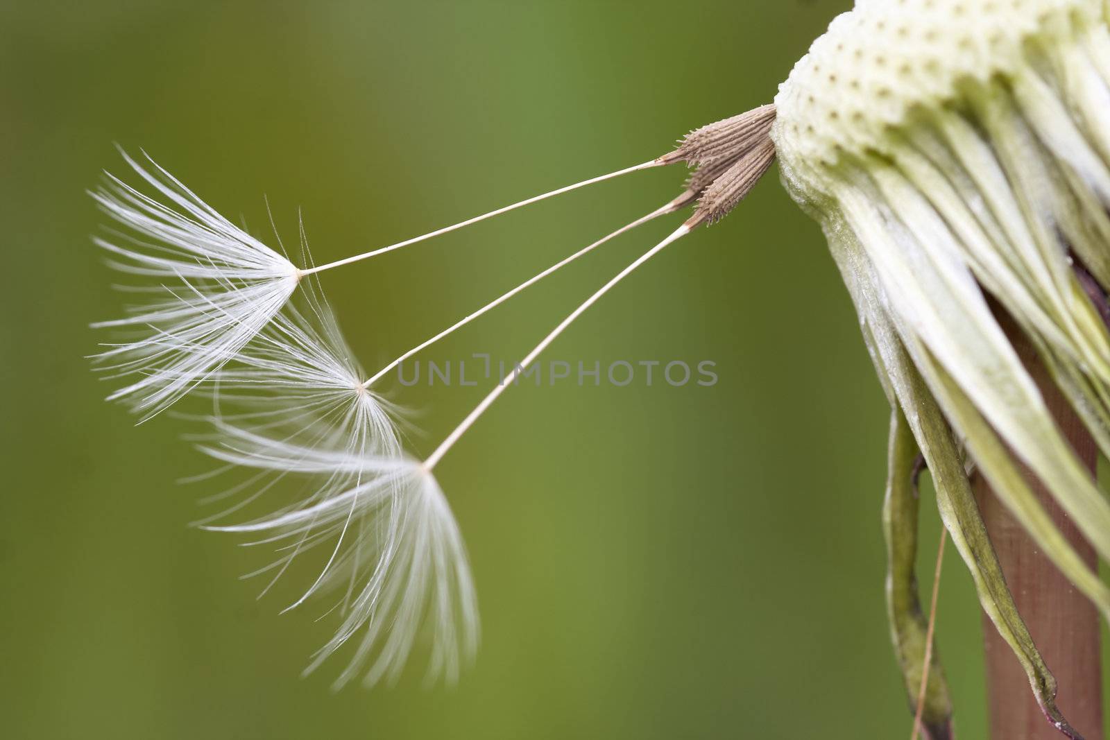 Close-up of the dandelion seeds