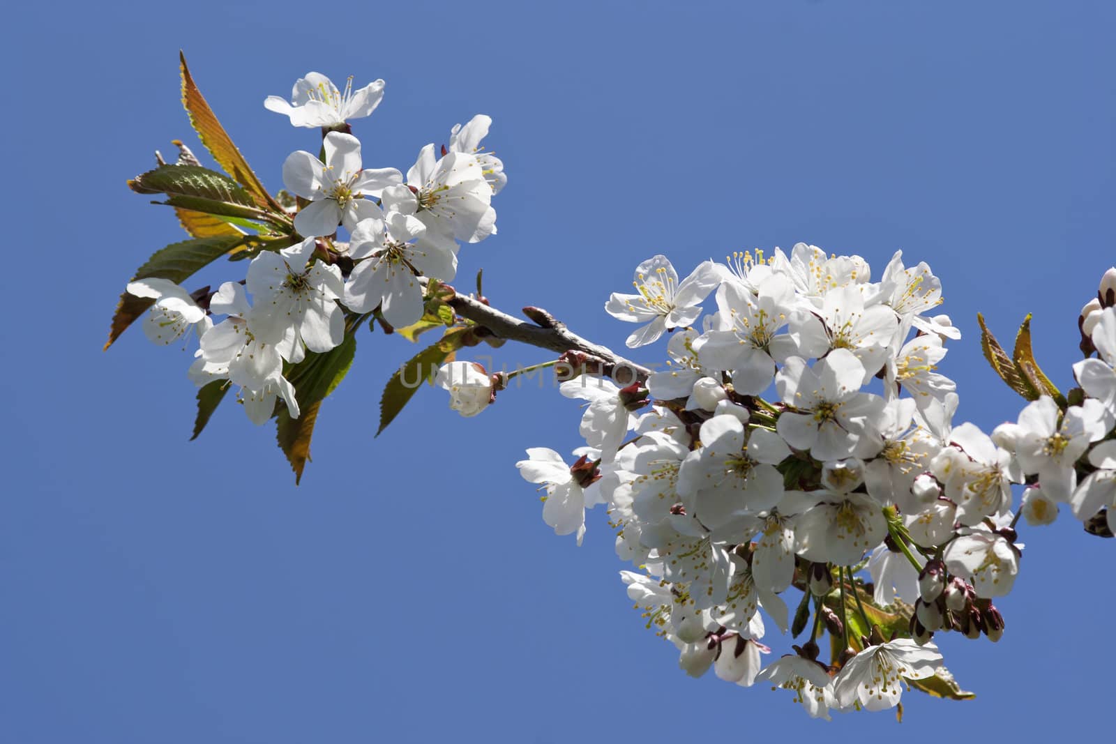 Detail of the full blown branch of sherry tree