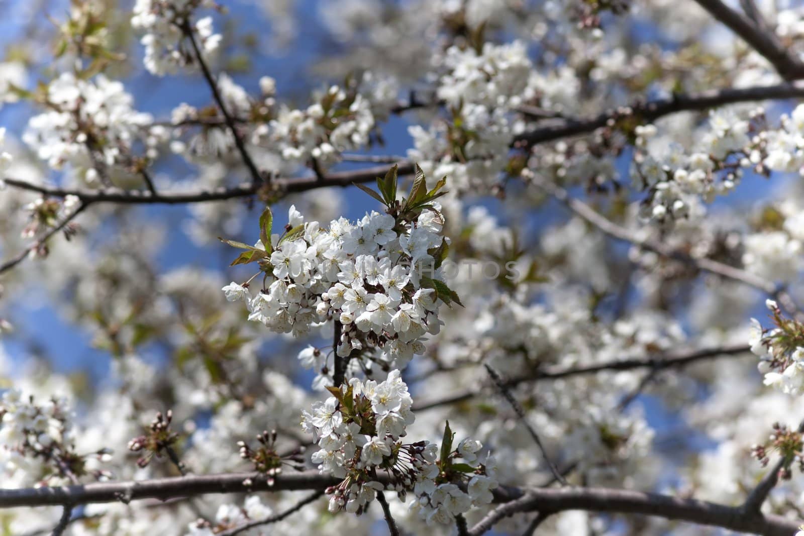 Detail of blooming cherry branch