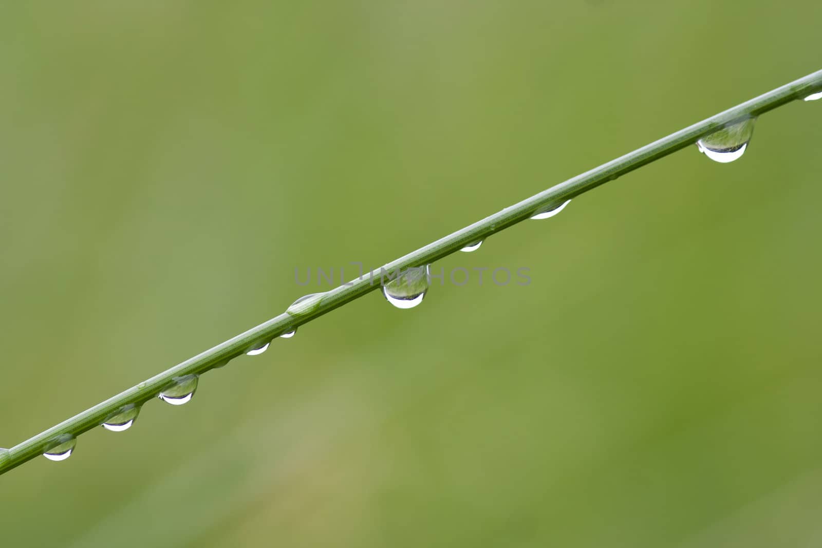 Abstract macro - close-up of the dew drops