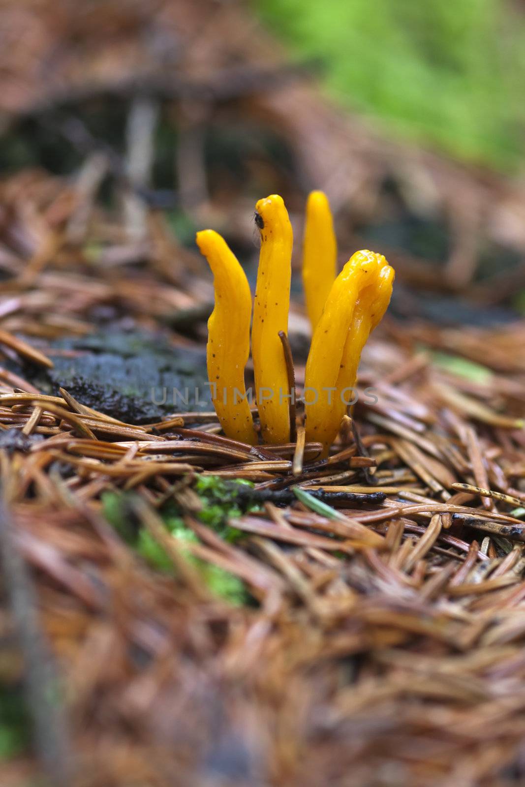 Detail of the mushroom - club fungus - yellow coral fungus