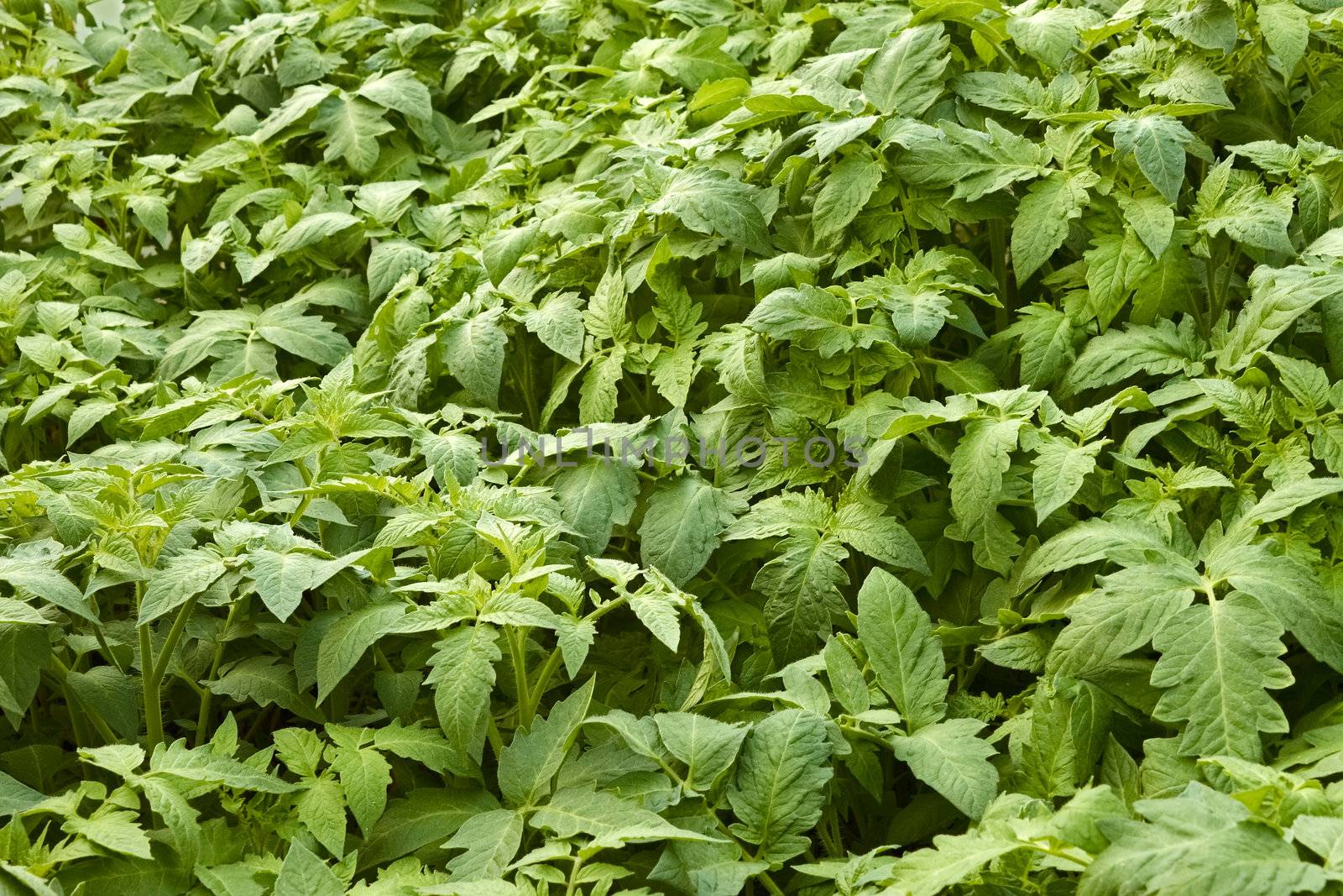 Seedlings tops of young tomatoes plants before planting in soil