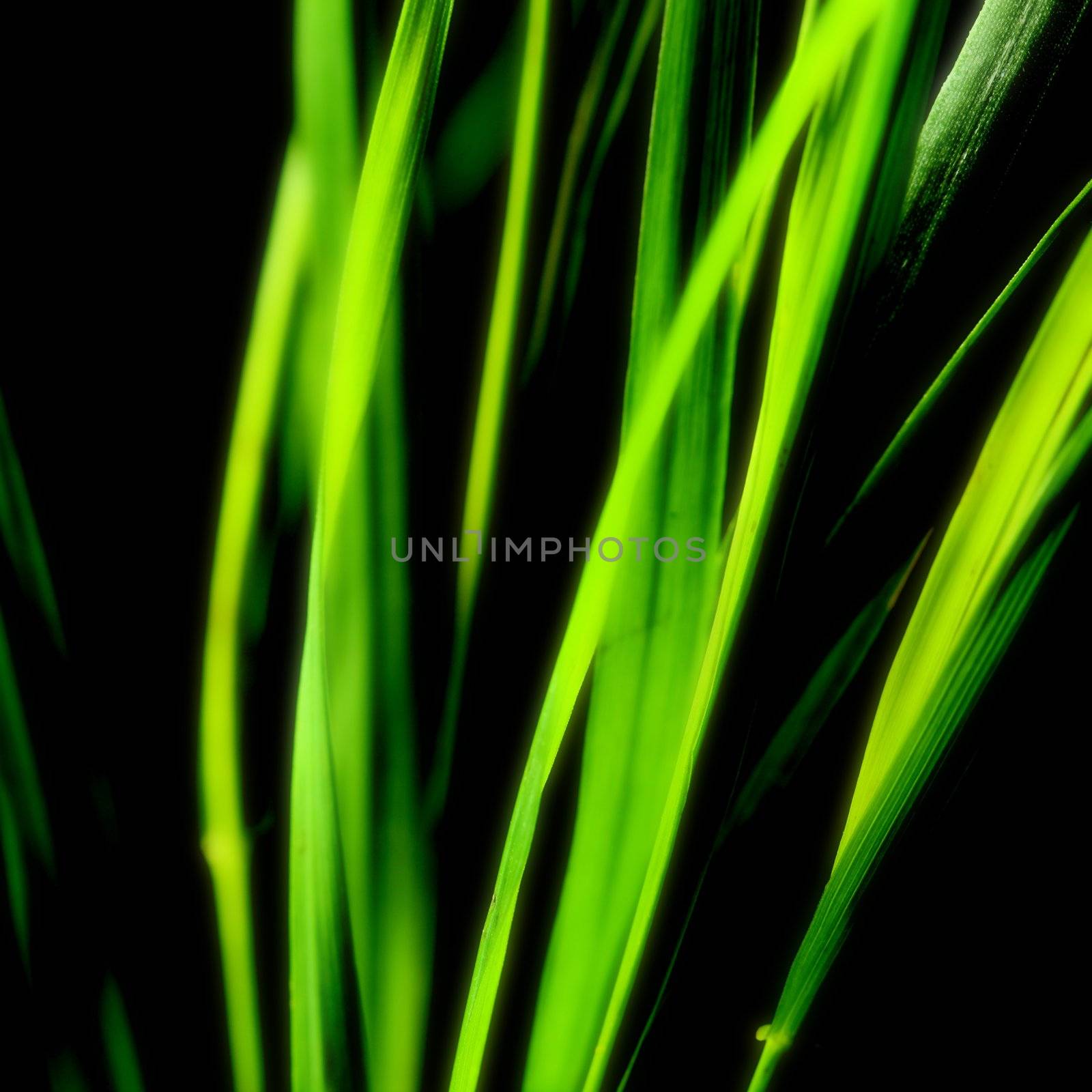 abstract green and black background