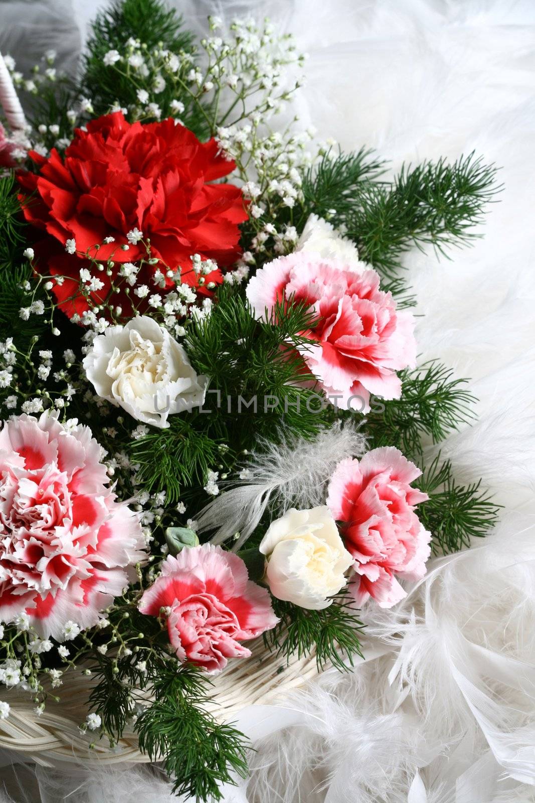 beautiful flowers close up pink red macro like card