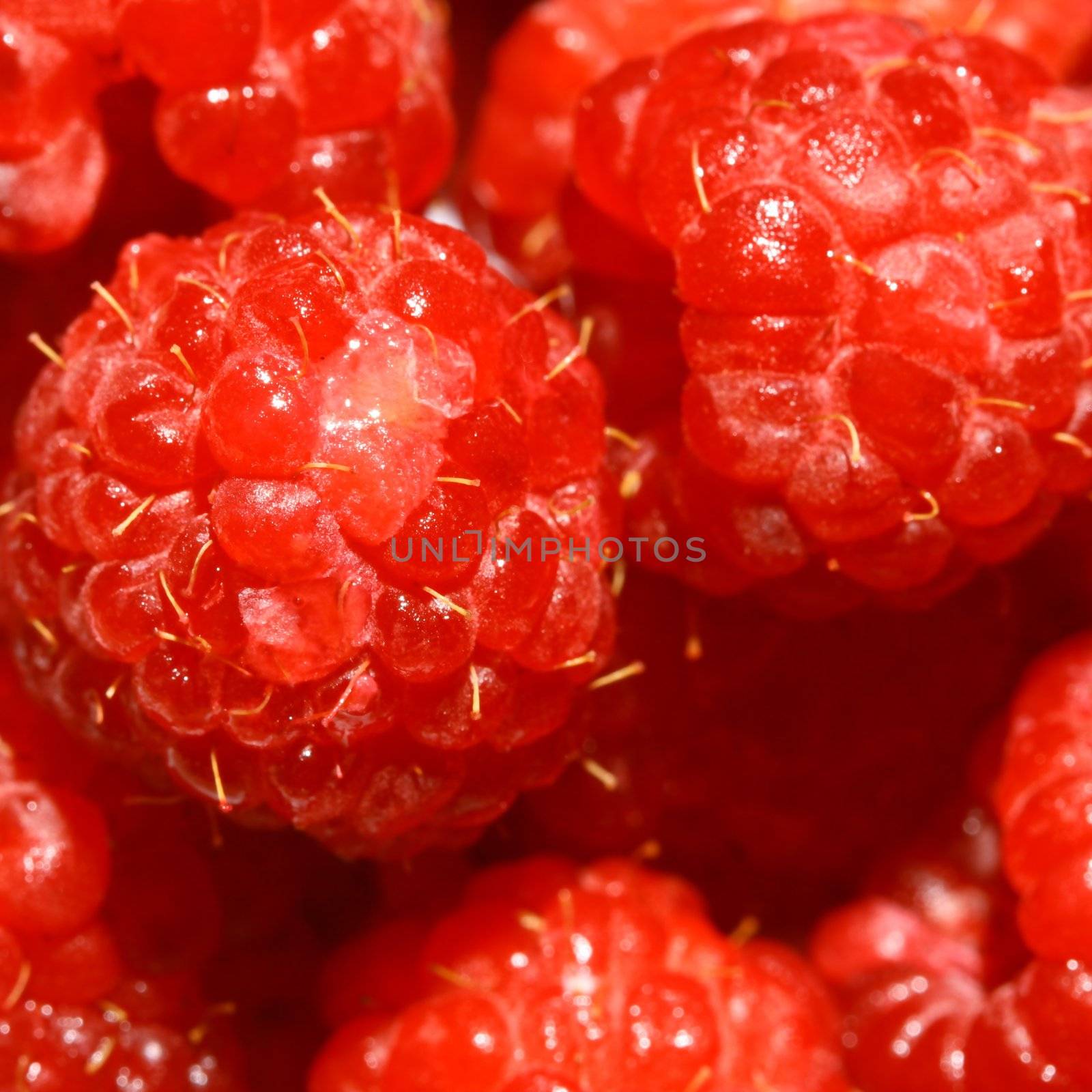red wild raspberry macro close up 